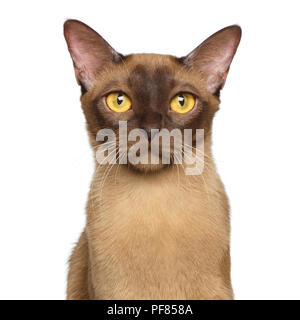 Portrait von Schokolade Burmese Cat neugierig den Blick in die Kamera auf weißem Hintergrund, Vorderansicht Stockfoto