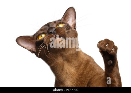 Portrait von Sable Burmese Cat Heben paw, Fang auf weißem Hintergrund, Vorderansicht Stockfoto