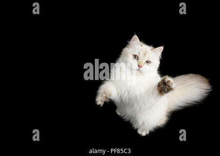 Britische Rasse Katze, Farbe-punkt Fell und blaue Augen heben Paw, bis Suchen, auf Isolierte schwarze Hintergrund, Ansicht von oben Stockfoto