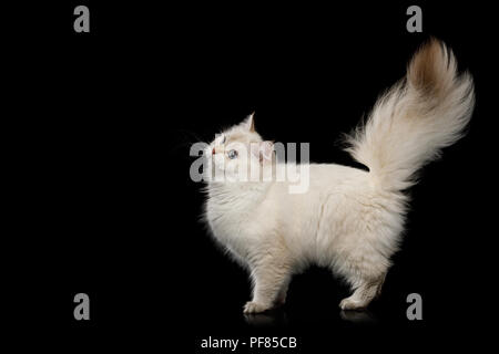 Britische Katze, Color-point Fell, stehend mit den haarigen Schwanz, blickte auf isolierten Schwarzen Hintergrund Stockfoto