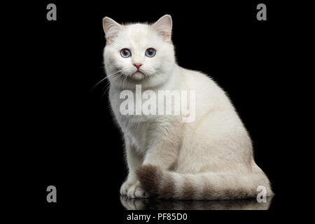 Adorable britischen Rasse Katze der Farbe Weiß mit magischen blauen Augen, Sitzen auf den isolierten schwarzen Hintergrund mit Reflektion Stockfoto