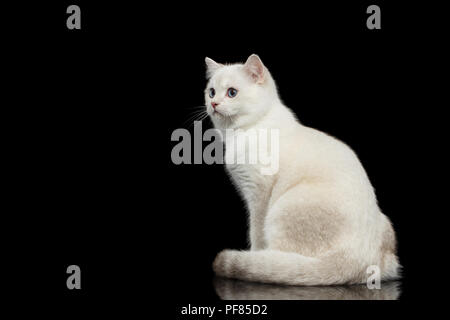 Adorable britischen Rasse Katze der Farbe Weiß mit magischen blauen Augen, Sitzen auf den isolierten schwarzen Hintergrund mit Reflektion Stockfoto