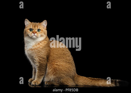 Furry britischen Rasse Katze Gold Chinchilla Farbe saßen und in Kamera, Isolierte schwarze Hintergrund, Seitenansicht Stockfoto