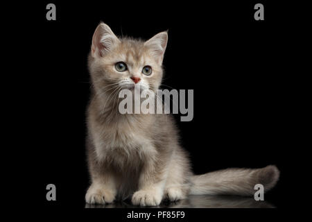 Verspielte britischen Rasse Kitty Beige Farbe Sitzen auf Isolierte schwarzer Hintergrund mit Reflexion, Seitenansicht Stockfoto