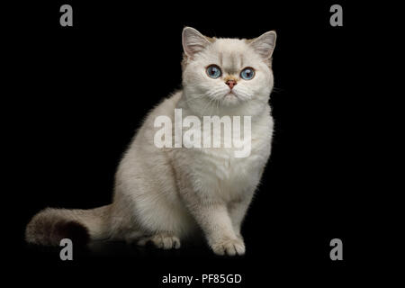 Adorable britischen Rasse Katze der Farbe Weiß mit blauen Augen, Sitzen und schauen in die Kamera auf isolierten schwarzen Hintergrund, Vorderansicht Stockfoto