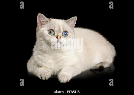 Cute britischen Rasse Katze, Beige Farbe mit blauen Augen, Liegen und schaut neugierig auf isolierten schwarzen Hintergrund, Seitenansicht Stockfoto