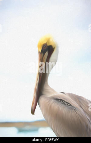 Brauner Pelikan, Pelecanus occidentalis bezeichnet Stockfoto