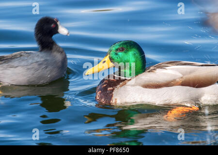 Männlich (Drake) Stockente mit amerikanischen Blässhuhn im Hintergrund Stockfoto