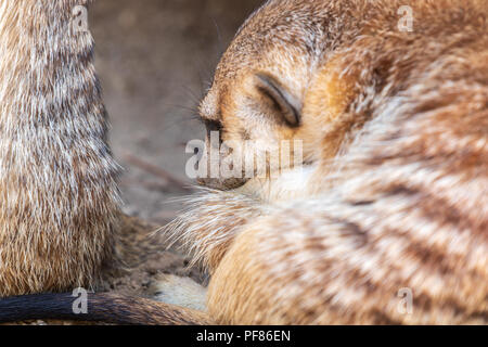 Erdmännchen Suricata suricatta - Captive Probe(n) Stockfoto