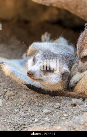 Erdmännchen Suricata suricatta - Captive Probe(n) Stockfoto