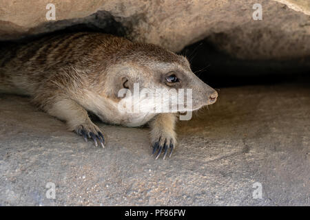 Erdmännchen Suricata suricatta - Captive Probe(n) Stockfoto