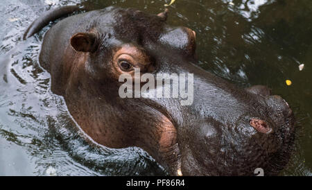 Ein Hippo namens Jessica ist so nah an die Kamera im Wasser, in einem Park in Südafrika. Stockfoto