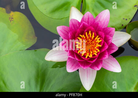 Schöne rosa Lotus mit gelben Pollen in Sumpf in Park Stockfoto