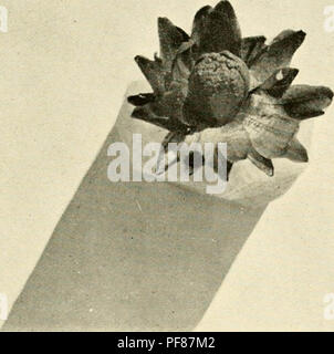 "Transaktionen und Verfahren des neuseeländischen Institut" (1908) Stockfoto