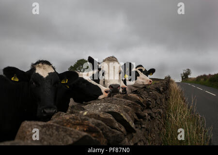 Neugierige Kühe auf der Suche über eine trockene Wand in den Yorkshire Dales Stockfoto