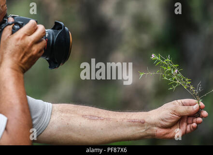 Jesús Sanches del Herbario Unison toma una fotografia a una Planta. ............... ............... De expedición Entdeckung Madrense GreaterGood ORG que recaba datos que Syrvaine como Información de Direct para entender mejor las Relaciones biológicas del Archipiélago Madrense y se Usan para proteger y conservar las Tierras de las Islas vírgenes Sonorenses Serranas. Binacional Expedición aye une ein colaboradores de México y Estados Unidos con Experiencias y Especialidades de las Ciencias biológicas variadas, con la intención de aprender Lo más posible sobre Mesa de Tres Ríos, La porc Stockfoto