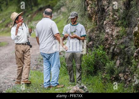 Robert Anthony Villa, Jesús Sanches (i) el Herbario Unison toma una fotografia a una Planta. Isaac Marck, Universität von Kalifornien, Berkeley Department für Integrative Biologie ................. ............... De expedición Entdeckung Madrense GreaterGood ORG que recaba datos que Syrvaine como Información de Direct para entender mejor las Relaciones biológicas del Archipiélago Madrense y se Usan para proteger y conservar las Tierras de las Islas vírgenes Sonorenses Serranas. Binacional Expedición aye une ein colaboradores de México y Estados Unidos con Experiencias y Especialidades de las c Stockfoto