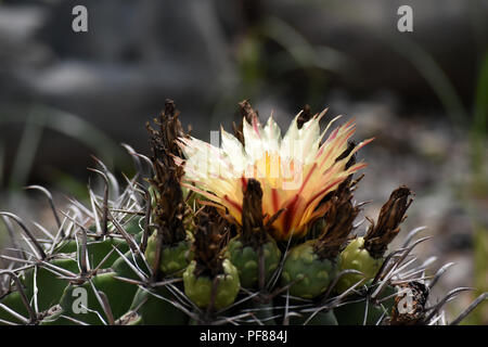 Blume des Golden barrel Kaktus. Stockfoto