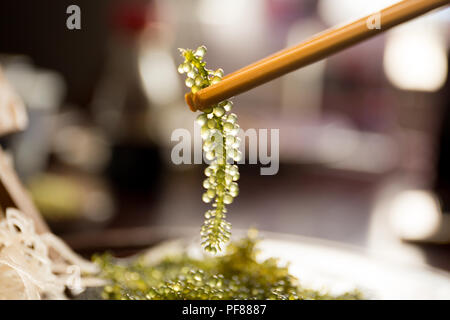 Stäbchen mit Umi-budou Algen oder das Meer Trauben (grün Kaviar) Algen gesundes Essen Stockfoto