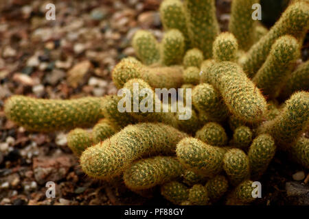 Nahaufnahme von mammillaria Kaktus. Stockfoto