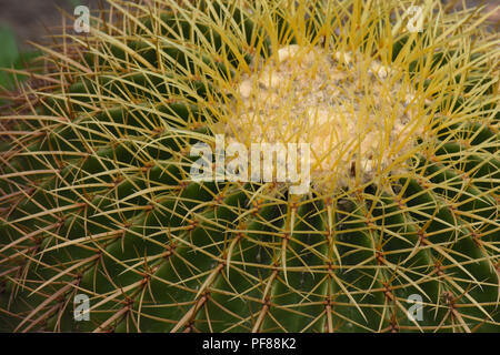 In der Nähe von Golden barrel Kaktus. Stockfoto