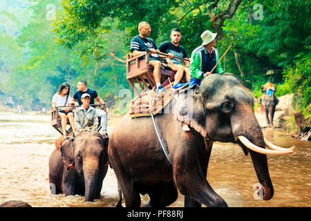 Elefanten & THAILAND ELEFANTEN ERFAHRUNG Stockfoto