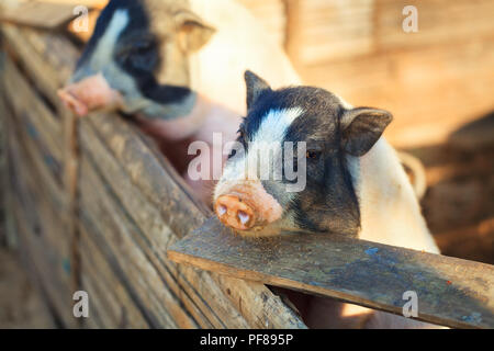 Schwein in der Farm Stockfoto