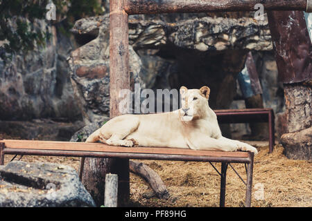 weiblicher weißer Löwe in Chiang Mai Night Safari thailand Stockfoto