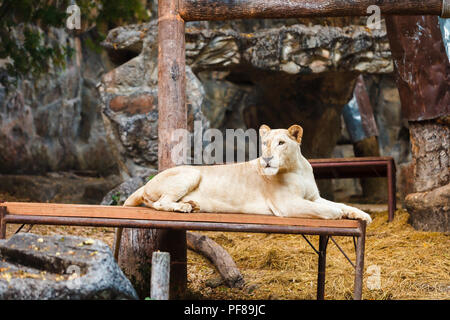 Der Zoo in Chiang Mai - Chiang Mai Sehenswürdigkeiten Stockfoto