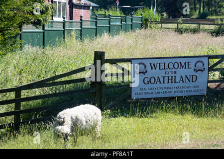 Goathland Yorkshire UK - 25. Juni 2018: Schafe weiden vor goathland Ortsschild Stockfoto