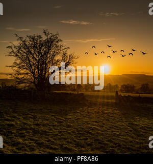 Vögel auf der Bewegen über Stanton in Peak, Derbyshire... Stockfoto