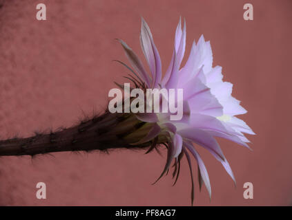 Echinopsis spachiana während der Blütezeit auch als Königin der Nacht Blumen, Seitenansicht von Echinopsis Blume vor terra-cotta Farbe Hintergrund Stockfoto