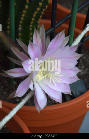 Blühende echinopsis im Tontopf mit sandiger Erde, Echinopsis spachiana während der Blütezeit auch als Königin der Nacht Blumen Stockfoto