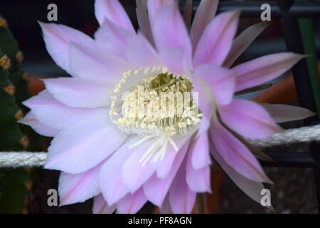 Echinopsis hell rosa Blume Makroaufnahme im heißen August in Deutschland, Echinopsis spachiana während der Blütezeit auch als Königin der Nacht Blumen Stockfoto