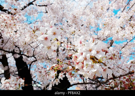 Kirschblüten unter strahlend lebendige blauen Himmel im Sakura Frühjahrssaison, Tokyo, Japan Stockfoto