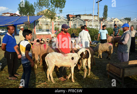 Srinagar, Indien. 19 Aug, 2018. Kunden prüfen, den Viehbestand in Eid Gah Boden Srinagar, Indien verwalteten Kaschmir am 19. August 2018. Muslimen auf der ganzen Welt bereiten sich die Eid-Ul-Adha oder das Festival der Opfer, der das Ende von Hajj Pilgerreise nach Mekka kennzeichnet und in Gedenken an die Propheten Abrahim des rediness, sein Sohn, Gott zu gehorchen, zu opfern, zu feiern. Die Tiere Tiere geopfert und das Fleisch wird unter den Armen verteilt. Credit: Muzamil Mattoo/Pacific Press/Alamy leben Nachrichten Stockfoto