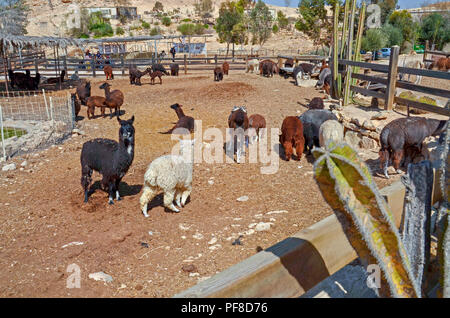 Israel, Negev, Mitzpe Ramon, das Alpaka Farm Stockfoto