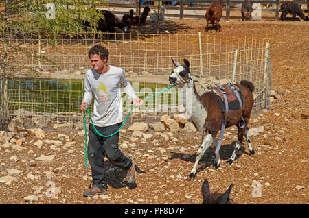 Ein Lama für Kinder reiten auf der Alpaka Farm, Mitzpe Ramon, Israel verwendet Stockfoto