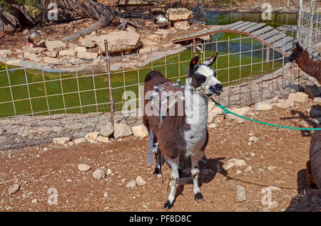 Ein Lama für Kinder reiten auf der Alpaka Farm, Mitzpe Ramon, Israel verwendet Stockfoto