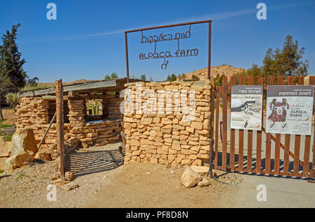 Israel, Negev, Mitzpe Ramon, das Alpaka Farm Stockfoto