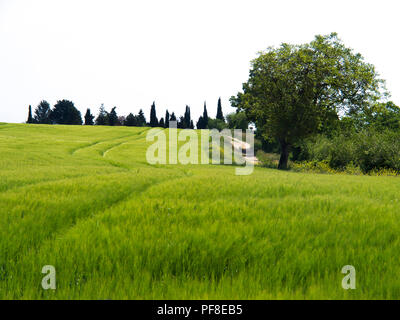 Natur Pfad entlang einer gerstenfeld im Frühjahr. Der Auvergne. Frankreich Stockfoto