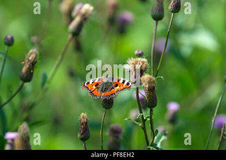 Der Schmetterling kleiner Fuchs sitzt auf einem grünen Stiel auf einem Hintergrund braun Flockenblume mit den geschlossenen Knospen Stockfoto