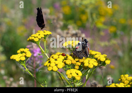 Schmetterlinge und Marienkäfer auf gelben Blüten der Rainfarn im Sommer mit schönen Bokeh Stockfoto