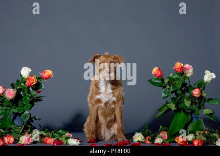 Studio Aufnahme eines sitzenden brauner Hund von Blumen auf den mit einem schwarzen Hintergrund umgeben Stockfoto