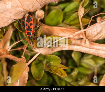 Feuer Bug kriechen auf die gefallenen Blätter eines Hedge Stockfoto