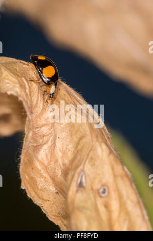 Bunte Marienkäfer auf einem getrockneten Blatt Stockfoto