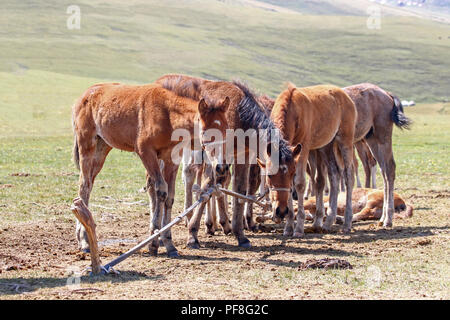 Jurten und Pferde auf See Lied Kul in Kirgisien Stockfoto