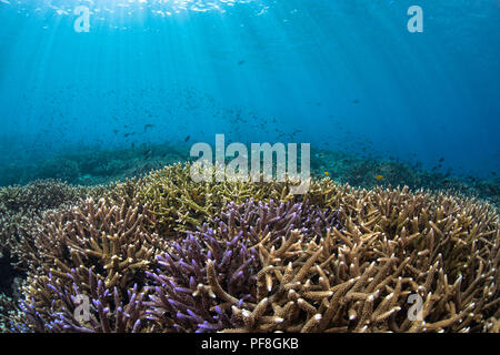 Hart, bunte Acropora Coral Reef, Fisch & Sonnenstrahlen im seichten Wasser bei Insel Sipadan, Sabah, Malaysia Borneo Stockfoto