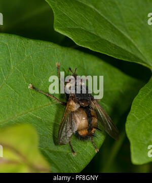 Tachinid Fliegen sitzen auf einem Blatt Stockfoto