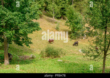Kühe auf grünem Gras der Weide Unter den Tannen, Schuß an einem hellen Sommertag in Gressoney Saint Jean, Lys Valley, Aosta, Italien Stockfoto